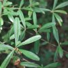 Rhamnus oleoides